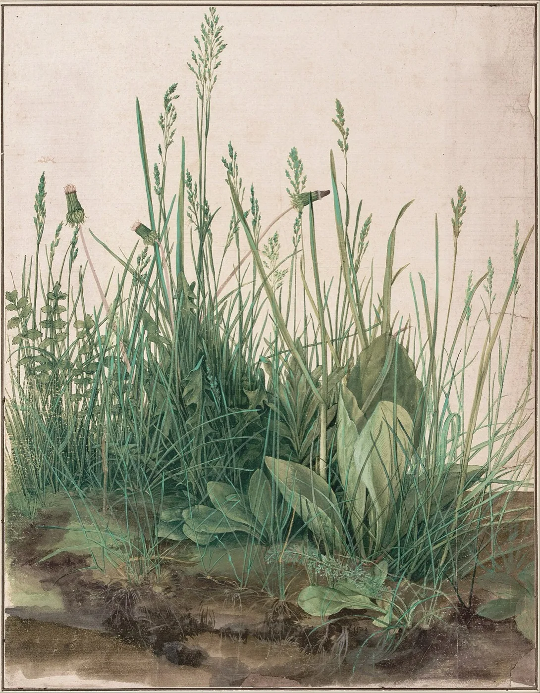 Great Piece of Turf — Albrecht Dürer