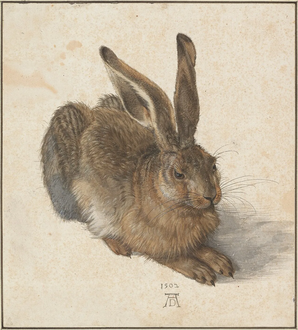 Young Hare — Albrecht Dürer